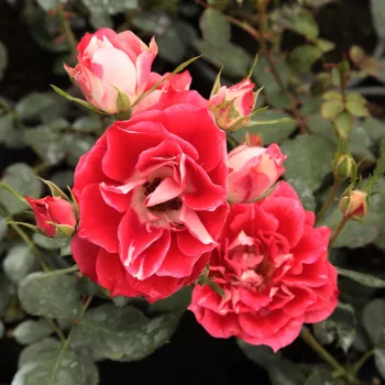 Marginea petalelor roz pal, centrul petalelor roșu sau roz închis, centrul florii alb - trandafir pentru straturi Floribunda