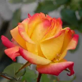 Teahibrid rózsa - vörös - sárga - diszkrét illatú rózsa - tea aromájú - Rosa Piccadilly - Online rózsa rendelés