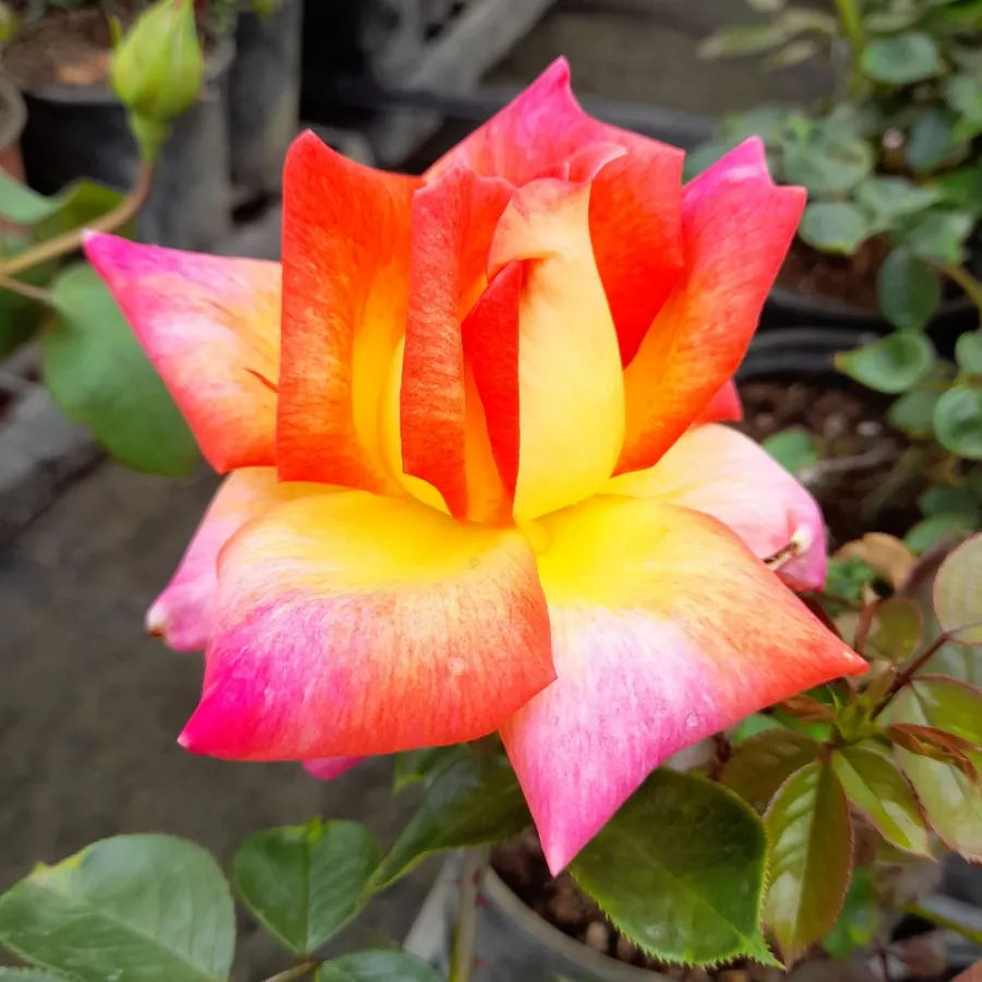 Rosso - giallo - Rosa - Piccadilly - Produzione e vendita on line di rose da giardino