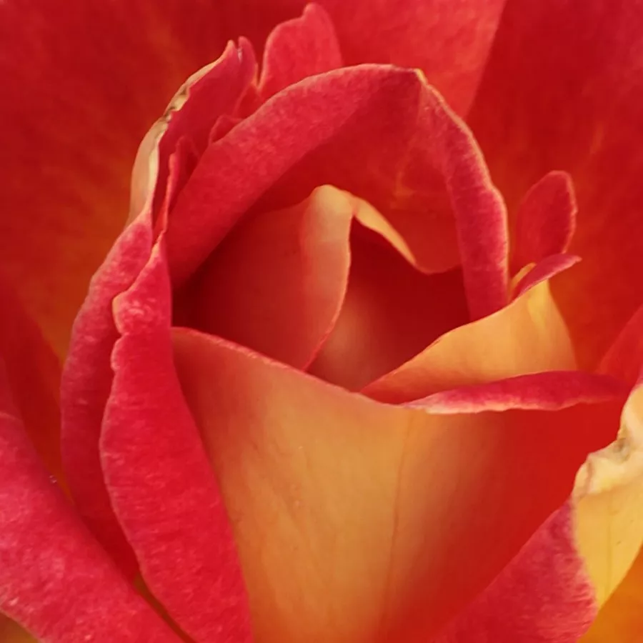Hybrid Tea - Rosa - Piccadilly - Comprar rosales online