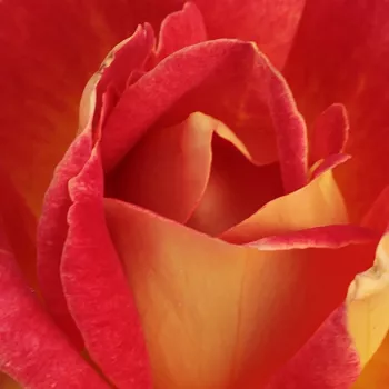 Online rózsa vásárlás - teahibrid rózsa - vörös - sárga - diszkrét illatú rózsa - tea aromájú - Piccadilly - (100-140 cm)