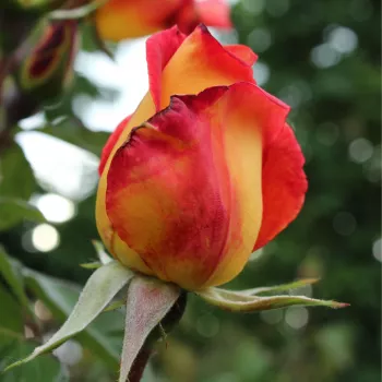 Rosa Piccadilly - roșu / galben - trandafiri pomisor - Trandafir copac cu trunchi înalt – cu flori teahibrid