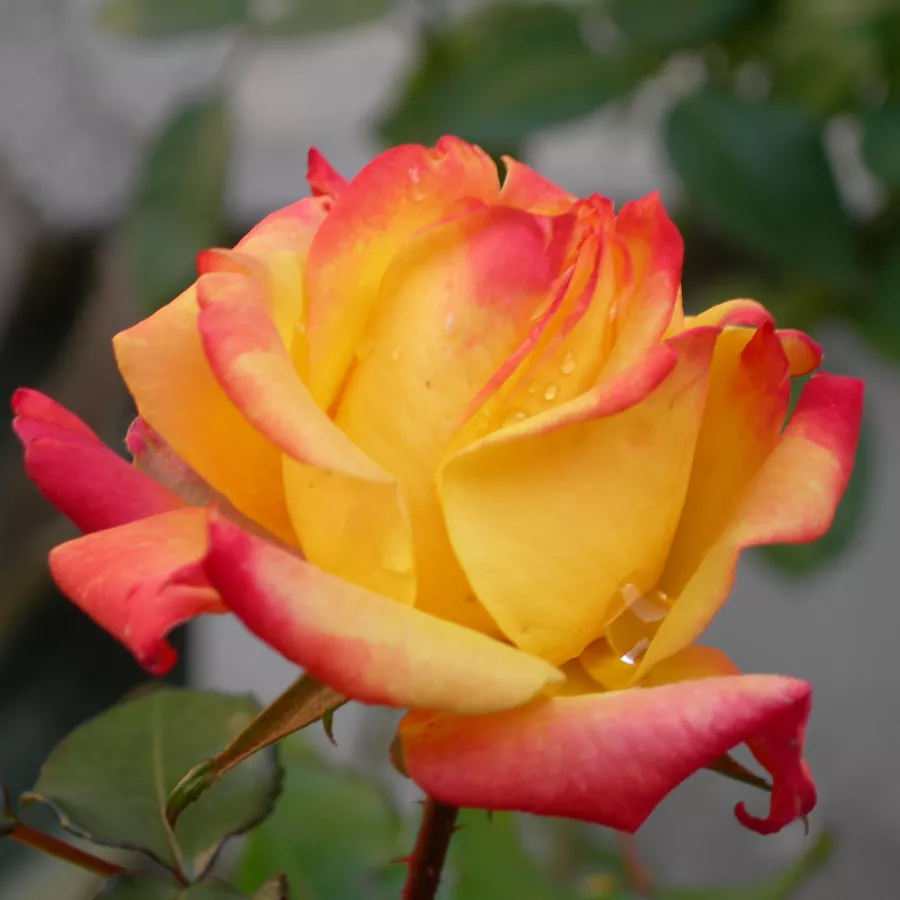 Dunkelrot - gelb - Rosen - Piccadilly - rosen online kaufen