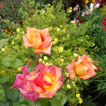 Spilgti sarkana - ar dzeltenu ziedlapiņas ārpusi - tējhibrīdrozes - roze ar diskrētu smaržu - tējas aromātu