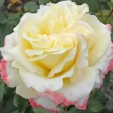 Sárga - rózsaszín - teahibrid rózsa - Online rózsa vásárlás - Rosa Athena® - intenzív illatú rózsa - alma aromájú