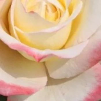 Rózsák webáruháza. - sárga - rózsaszín - teahibrid rózsa - Athena® - intenzív illatú rózsa - alma aromájú - (60-70 cm)