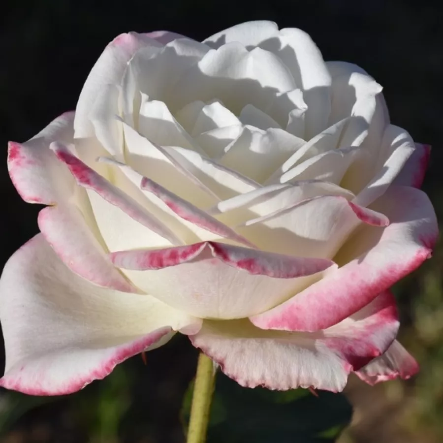 Róża wielkokwiatowa - Hybrid Tea - Róża - Athena® - Szkółka Róż Rozaria