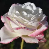 Trandafiri hibrizi Tea - galben - roz - trandafir cu parfum intens - Rosa Athena® - Trandafiri online