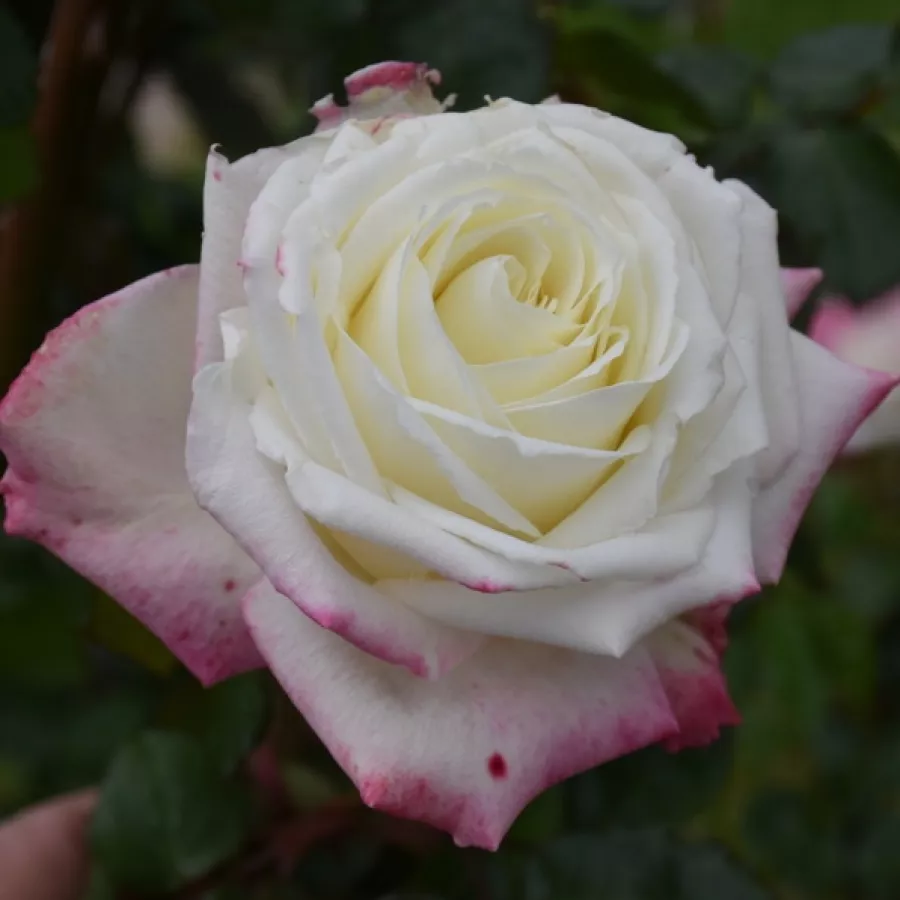 Jaune - rose - Rosier - Athena® - Rosier achat en ligne