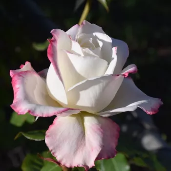 Rosa Athena® - żółty - różowy - róża wielkokwiatowa - Hybrid Tea
