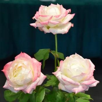 Kremowy z żółtym obrzeżem - róża wielkokwiatowa - Hybrid Tea   (60-70 cm)