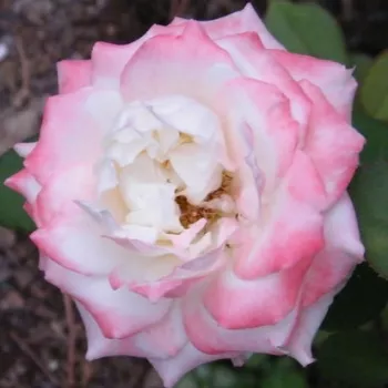 Ružová - školka - eshop  - čajohybrid - žltá - intenzívna vôňa ruží - aróma jabĺk - Athena® - (60-70 cm)