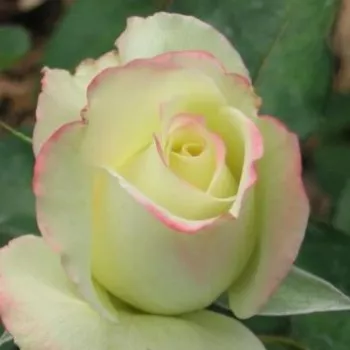 Rosa Athena® - amarillo rosa - árbol de rosas híbrido de té – rosal de pie alto