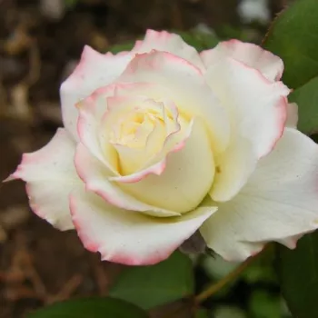 Kremowy z żółtym obrzeżem - róża pienna - Róże pienne - z kwiatami hybrydowo herbacianymi