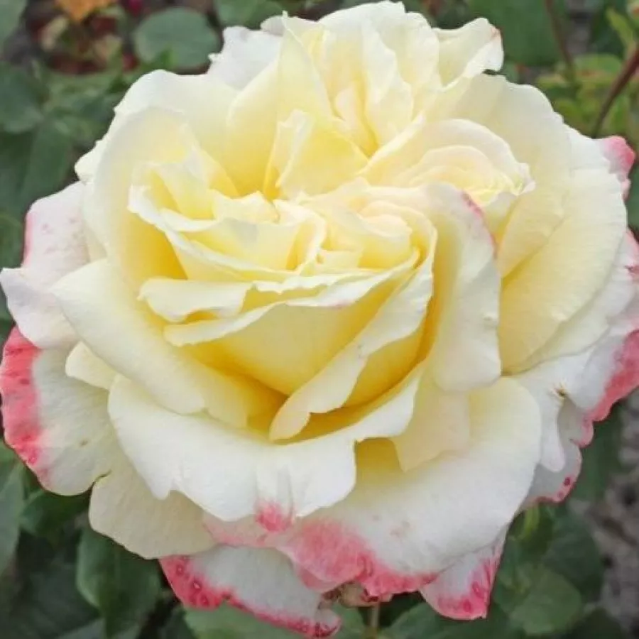 Trandafir cu parfum intens - Trandafiri - Athena® - comanda trandafiri online