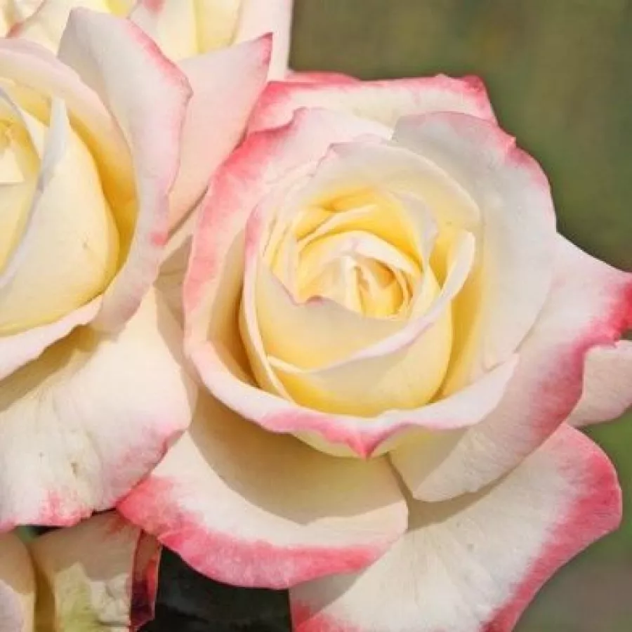 Trandafiri hibrizi Tea - Trandafiri - Athena® - comanda trandafiri online
