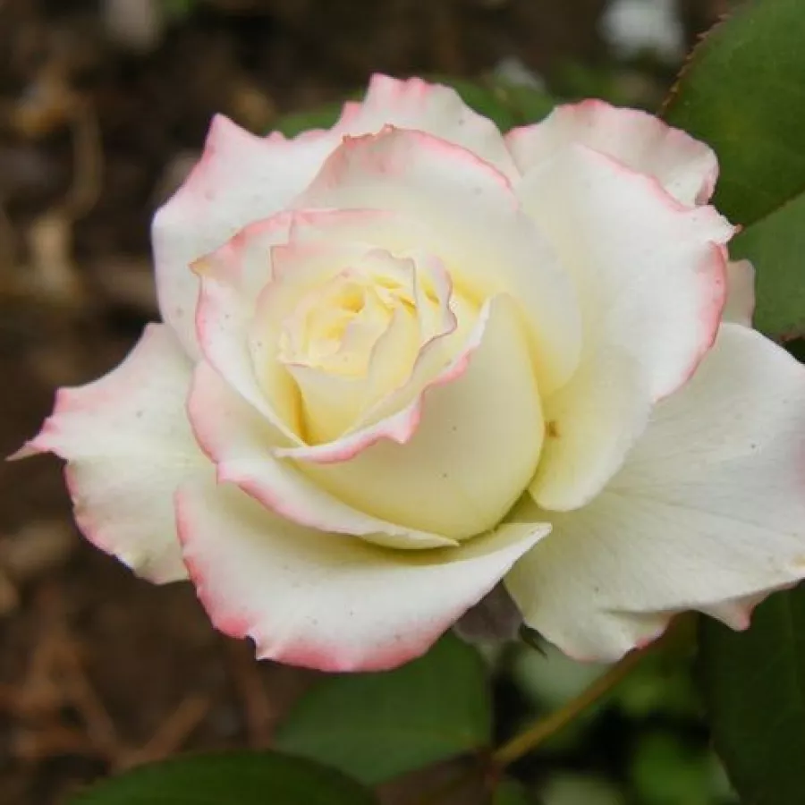 Completă - Trandafiri - Athena® - comanda trandafiri online