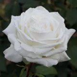 Ruža čajevke - bijela - intenzivan miris ruže - Rosa Pierre Arditi® - Narudžba ruža