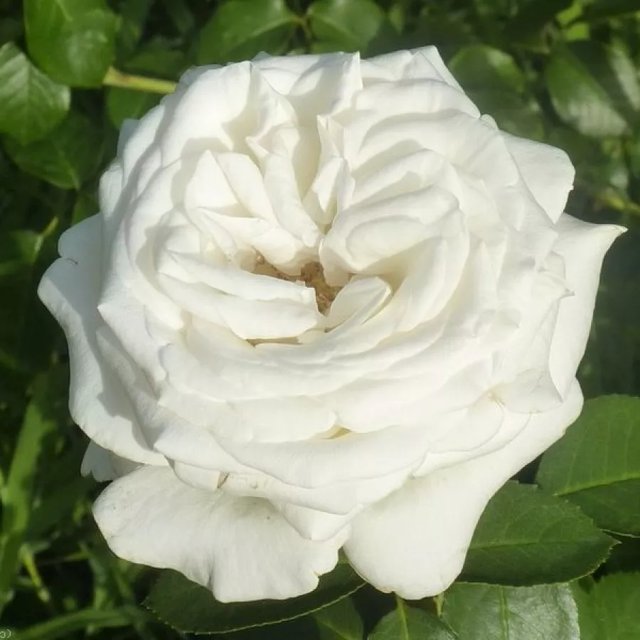 Bianca - Rosa - Pierre Arditi® - Produzione e vendita on line di rose da giardino