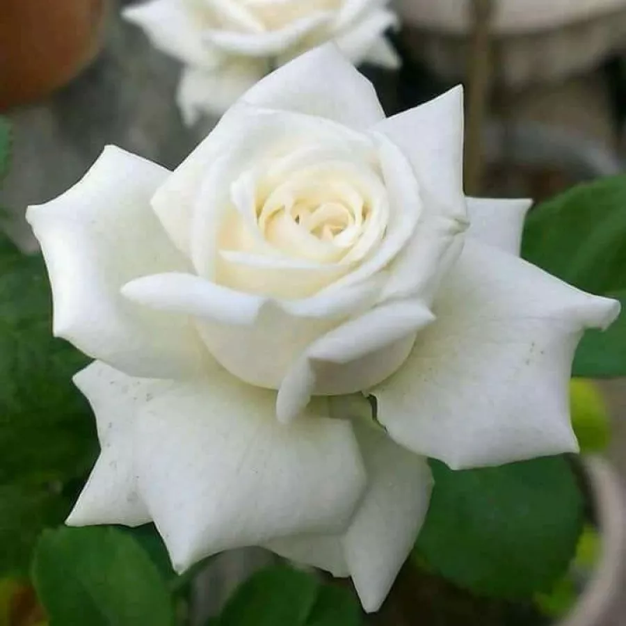 Rosa intensamente profumata - Rosa - Pierre Arditi® - Produzione e vendita on line di rose da giardino