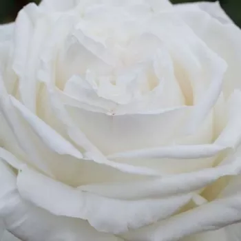 Trandafiri online - Trandafiri hibrizi Tea - alb - trandafir cu parfum intens - Pierre Arditi® - (90-120 cm)