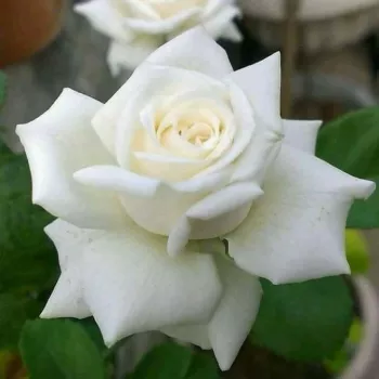 Rosa Pierre Arditi® - alb - trandafiri pomisor - Trandafir copac cu trunchi înalt – cu flori teahibrid