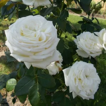 Blanco - árbol de rosas híbrido de té – rosal de pie alto - rosa de fragancia intensa - centifolia