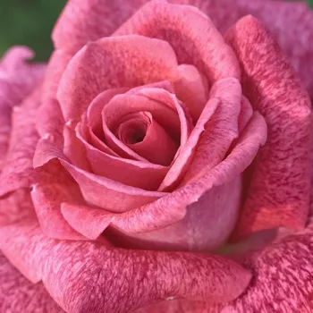 Online rózsa vásárlás - rózsaszín - teahibrid rózsa - Pierre Cardin® - intenzív illatú rózsa - citrom aromájú - (80-100 cm)