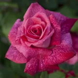 Ružová - stromčekové ruže - Rosa Pierre Cardin® - intenzívna vôňa ruží - citrónová príchuť