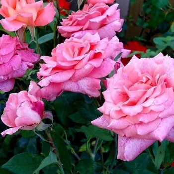 Rosa - árbol de rosas híbrido de té – rosal de pie alto - rosa de fragancia intensa - limón