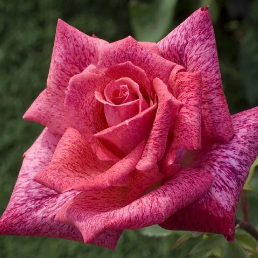 Trandafiri hibrizi Tea - Trandafiri - Pierre Cardin® - comanda trandafiri online