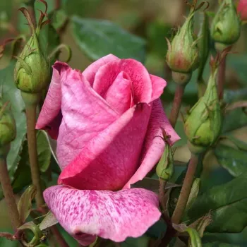 Rosa Pierre Cardin® - roz - Trandafiri hibrizi Tea
