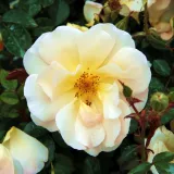Sárga - talajtakaró rózsa - Online rózsa vásárlás - Rosa Pimprenelle™ - diszkrét illatú rózsa - savanyú aromájú