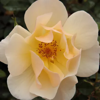 Online rózsa kertészet - sárga - talajtakaró rózsa - Pimprenelle™ - diszkrét illatú rózsa - savanyú aromájú - (70-80 cm)