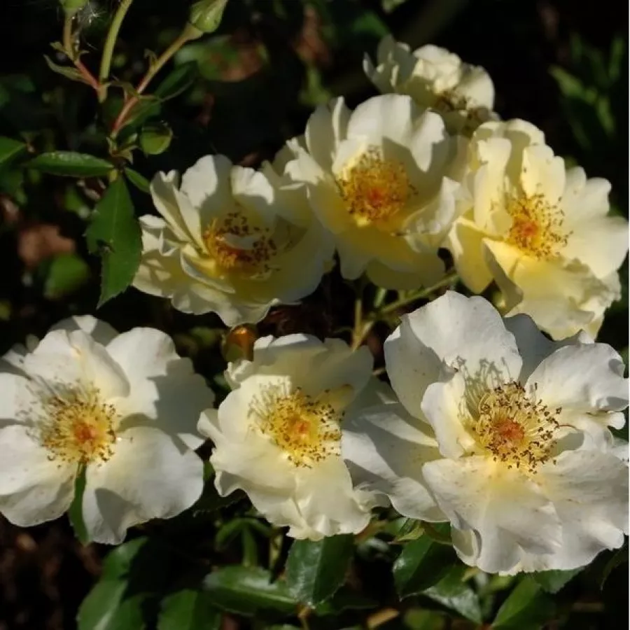 żółty - Róża - Pimprenelle™ - Szkółka Róż Rozaria