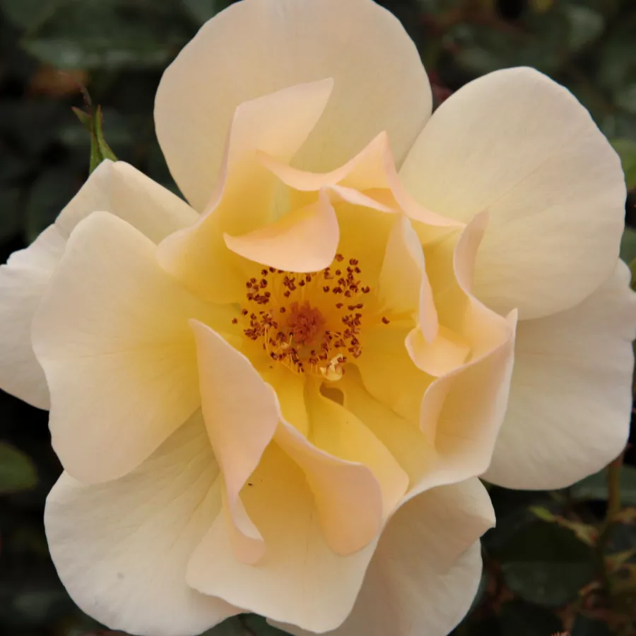 Ground cover, Shrub - Rosa - Pimprenelle™ - Comprar rosales online