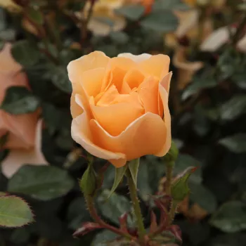 Rosa Pimprenelle™ - amarillo - árbol de rosas de flor simple - rosal de pie alto