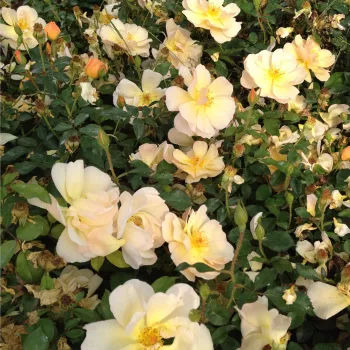 Žuta - ruža pokrivačica tla - ruža diskretnog mirisa - kiselkasta aroma