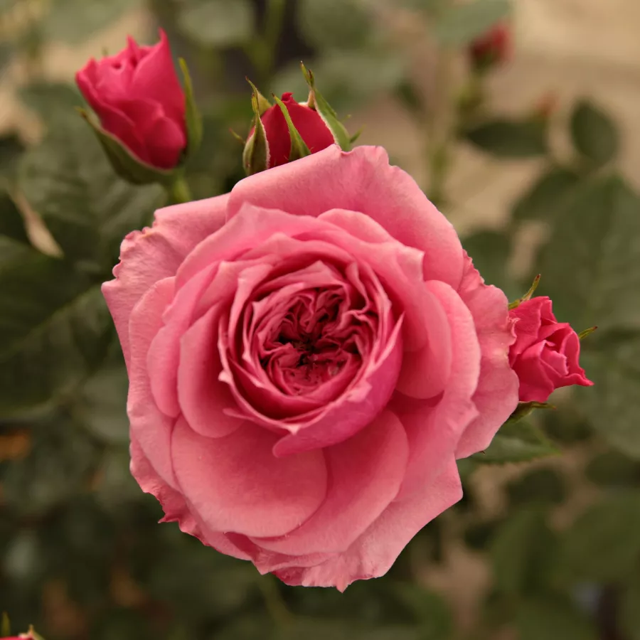 Trpasličia, mini ruža - Ruža - Pink Babyflor® - Ruže - online - koupit