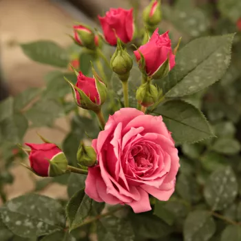 Rosa Pink Babyflor® - rózsaszín - törpe - mini rózsa