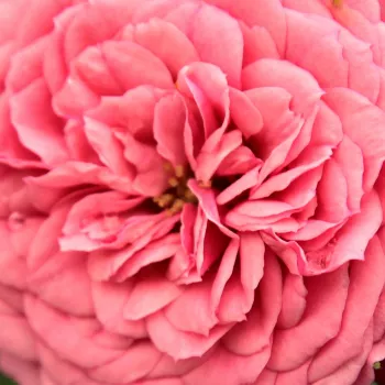 Online rózsa vásárlás - törpe - mini rózsa - rózsaszín - diszkrét illatú rózsa - szegfűszeg aromájú - Pink Babyflor® - (30-50 cm)