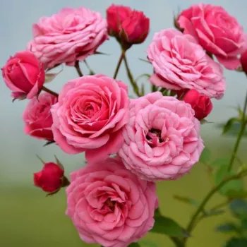Sötétrózsaszín - apróvirágú - magastörzsű rózsafa - diszkrét illatú rózsa - szegfűszeg aromájú