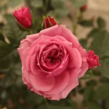 Trpasličia, mini ruža - mierna vôňa ruží - klinčeková aróma - ružová - Rosa Pink Babyflor®