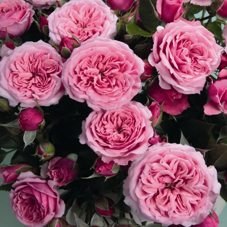 Trandafiri miniaturi / pitici - Trandafiri - Pink Babyflor® - comanda trandafiri online