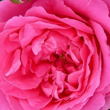 Online rózsa kertészet - rózsaszín - climber, futó rózsa - Pink Cloud - közepesen illatos rózsa - pézsmás aromájú - (185-245 cm)