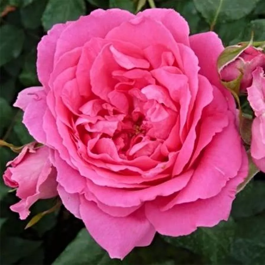 Climber, futó rózsa - Rózsa - Pink Cloud - Online rózsa rendelés