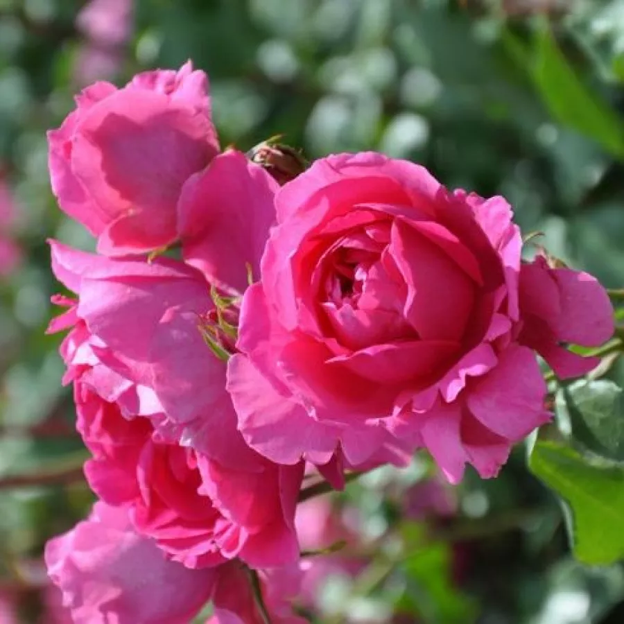 Różowy - Róża - Pink Cloud - Szkółka Róż Rozaria