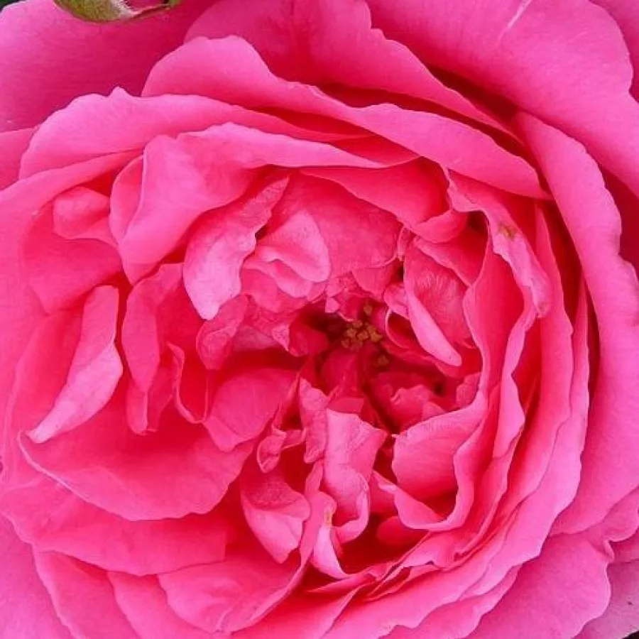 Csokros - Rózsa - Pink Cloud - Kertészeti webáruház