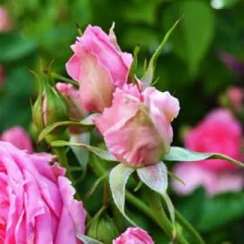 Rosa Pink Cloud - 0 - stromkové růže - Stromkové růže, květy kvetou ve skupinkách