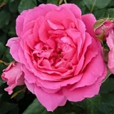 Ruža puzavica - srednjeg intenziteta miris ruže - ružičasta - Rosa Pink Cloud